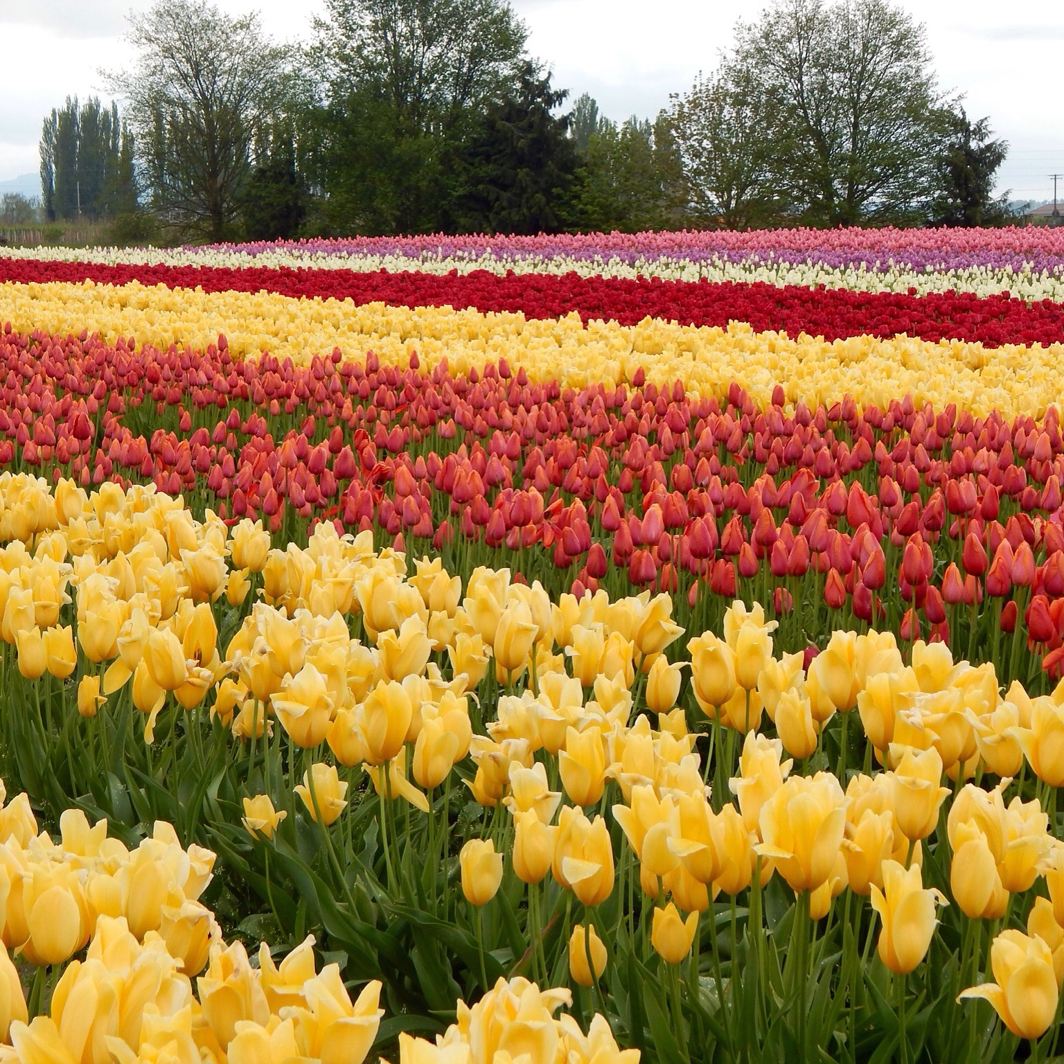 A Weekend at the Skagit Valley Tulip Festival Ultimate Bridesmaid